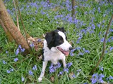 Poppy